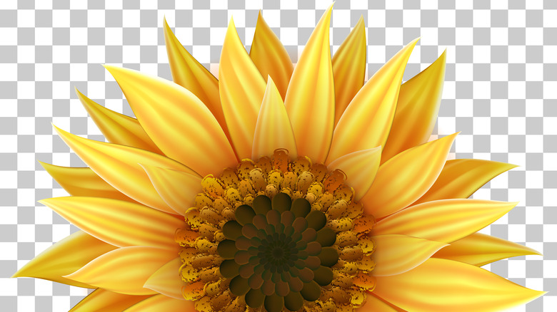 sunflower with a grey checkered background